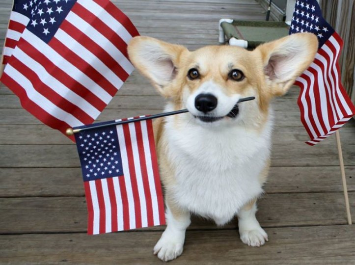 corgiusa