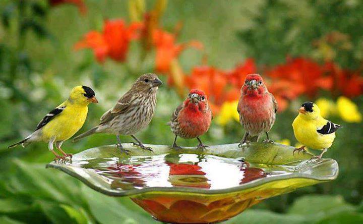 birdbathbest