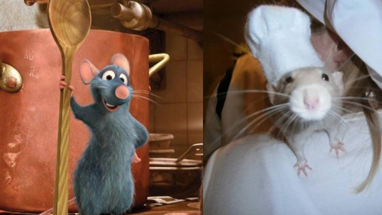 Documenting My Failed Real Life Ratatouille Project Eritas Daily